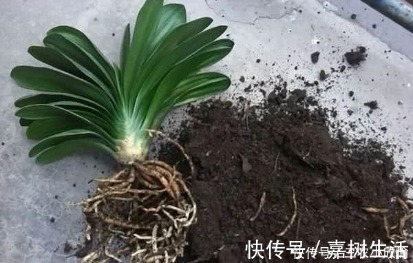 君子兰总是烂根怎么办 养好君子兰还是靠预防