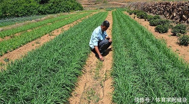 如何种植韭菜,您都知道吗浅谈韭菜的种植方法!