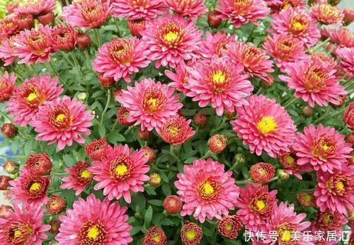 此款耐寒花,皮实又好养,植株矮小花量大,一盆能开上百朵!