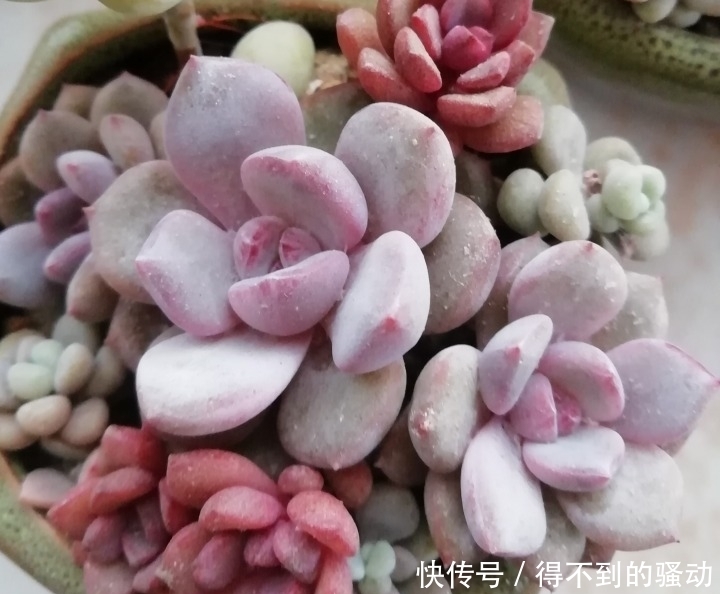 养多肉的心情说不清,都在照片里了