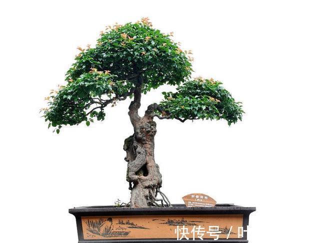 养花高手养护罗汉松有”绝招“,叶子“油绿”不在变黄。