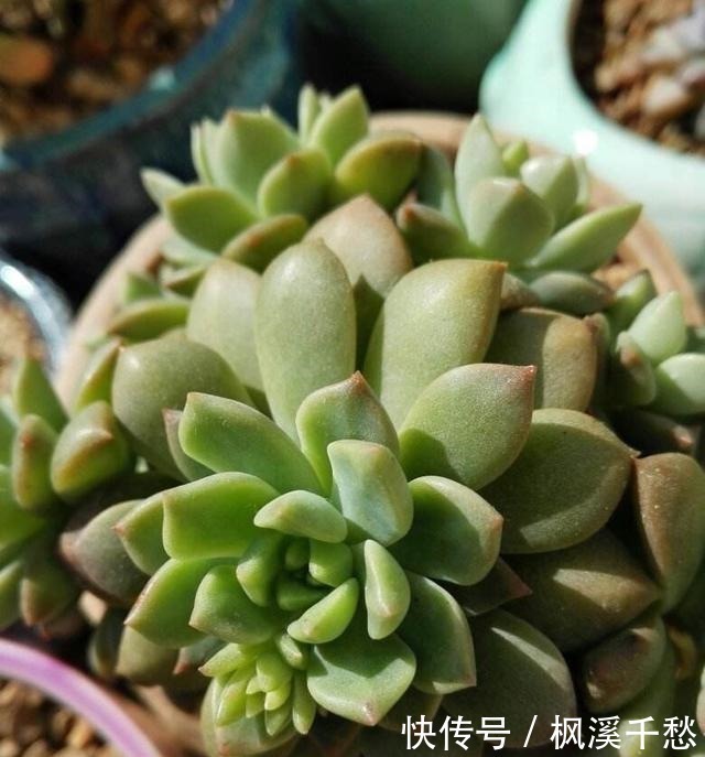 群生|容易群生的3种“多肉”,侧芽多繁殖快,颜色美,一年长到一大盆!