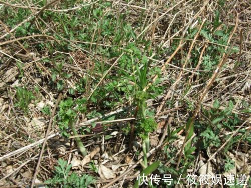 野菜|农村一种野菜,过去农民不敢吃,如今价值珍贵,卖20元一斤