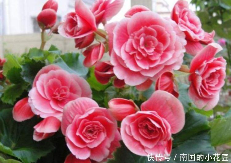 花大色艳花期长,好养又漂亮,几种花卉不可错过