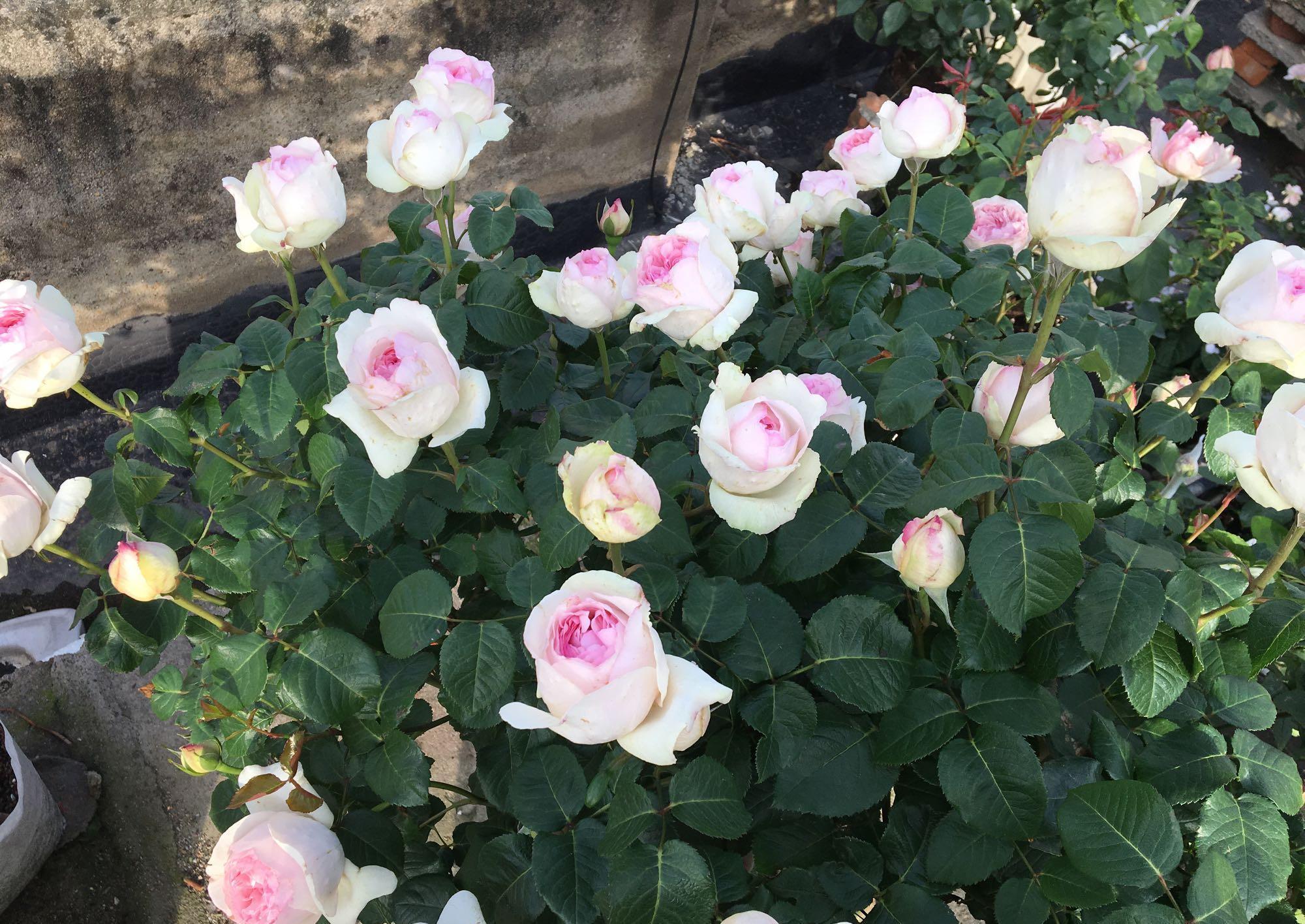 伊芙乙女心，月季界的仙女，又美又仙，浓香四溢，四季花开