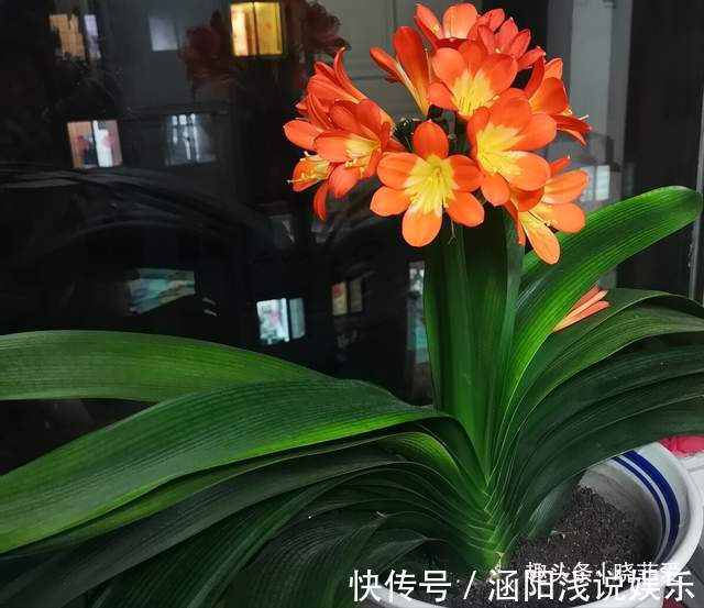 啤酒|君子兰2大“嗜好”,促进轻松“爆盆”,叶子油绿开花艳