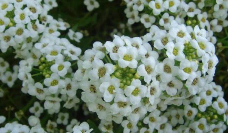 此款花卉,花艳易爆盆,花叶俱美,养盆放阳台美极了