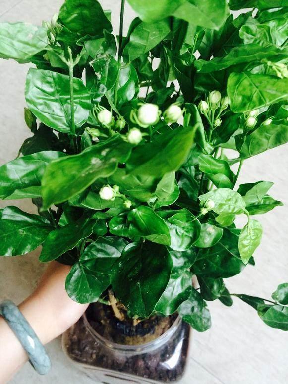盆栽|养好茉莉花,学会这4招,一年能开好几茬,比栀子花还香、还漂亮