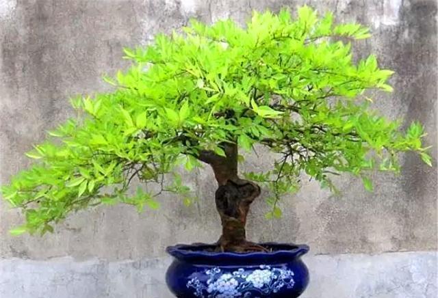 新手老桩盆景咋那么多老匠人学会5大“盆景嫁接法”就有了