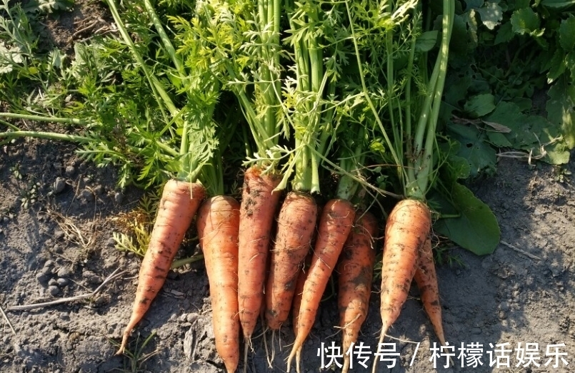 技术|怎样防止胡萝卜分叉？注意这几点技术，保证个个都很笔直