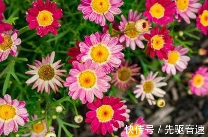 人族|桃花朵朵，旧爱眷恋，旧缘重逢，破镜重圆，感情进展顺利！