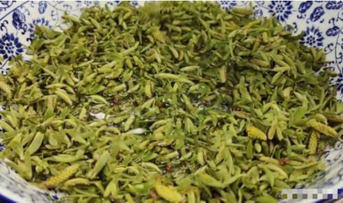 柳树|这种树的嫩芽还能吃?富含多种维生素,身边到处都是,做成菜,香!