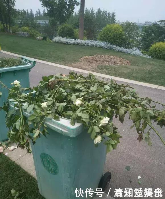 种花|垃圾桶中容易“捡到”的3种花,1分钱不花,养出几十盆,花开爆盆