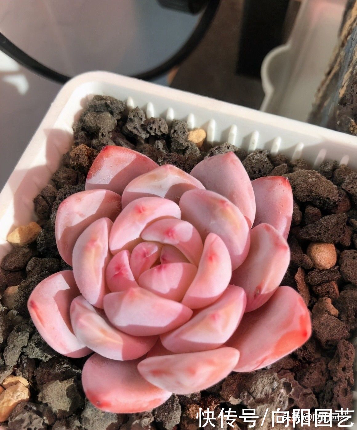 要素|养多肉入门篇，了解6大要素，养多肉很轻松，看你能不能掌握