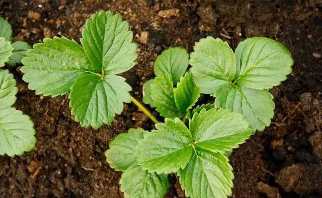 草莓叶子干枯不用怕？找到具体原因，针对性补救，叶片翠绿又光泽