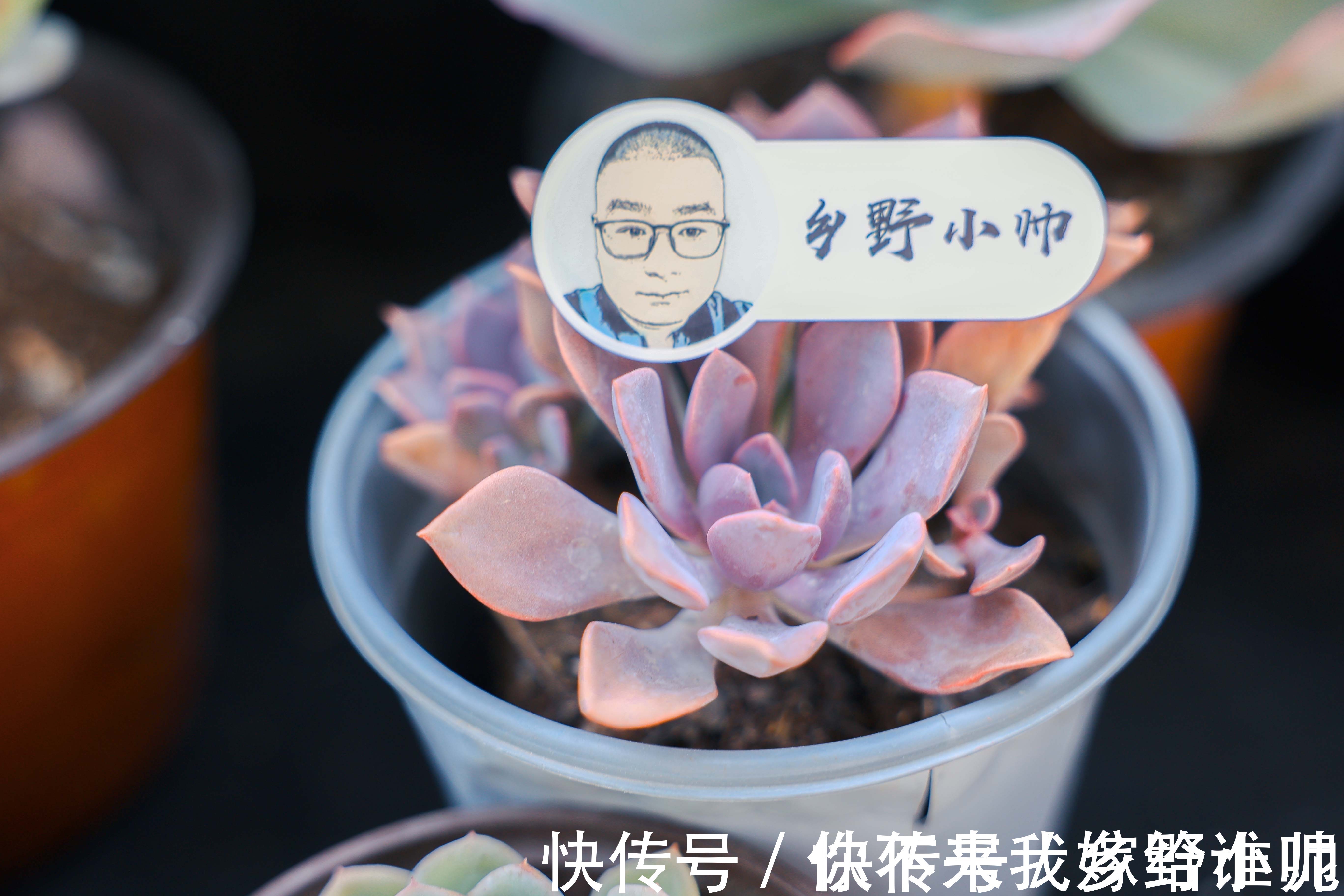 黛比、丘比特，两种长得类似双胞胎的两种多肉，这样养护更漂亮