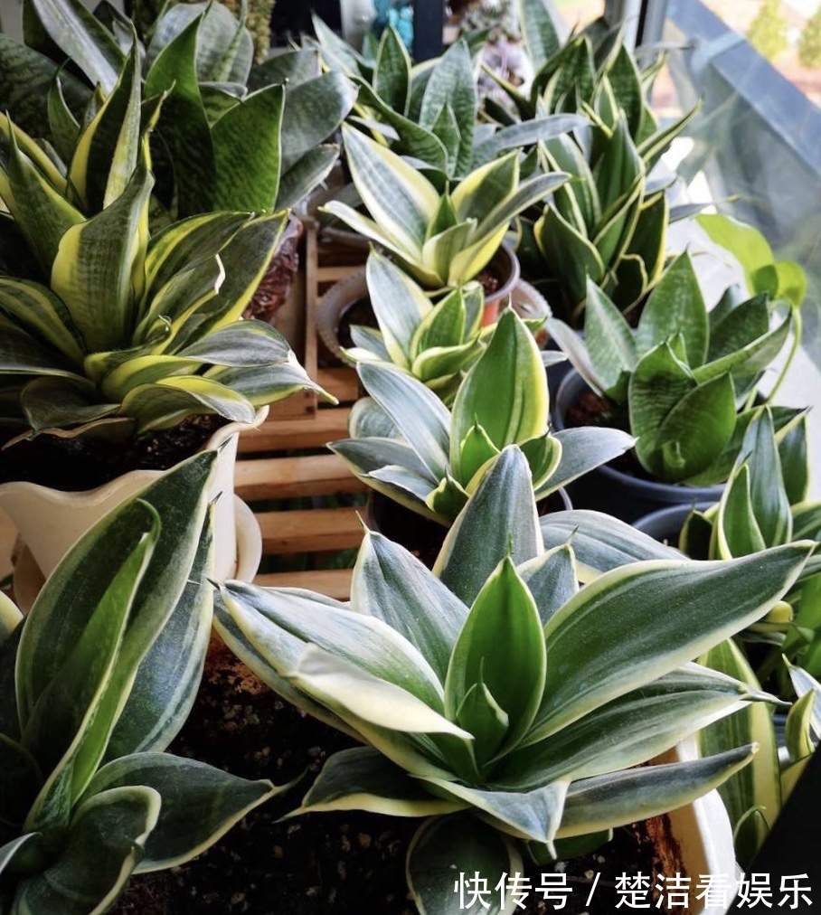 立秋养“虎皮兰”，2周浇一次“黑水水”，就像打激素，蹭蹭冒芽