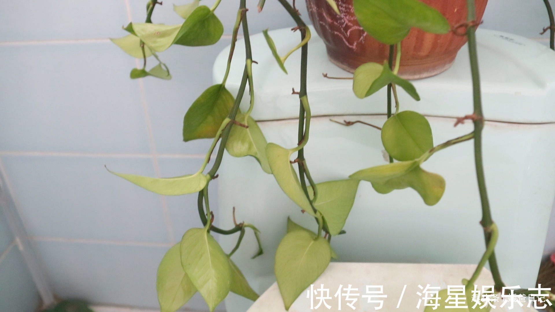 你家有绿萝吗我也是刚刚才知道,肯定不是迷信