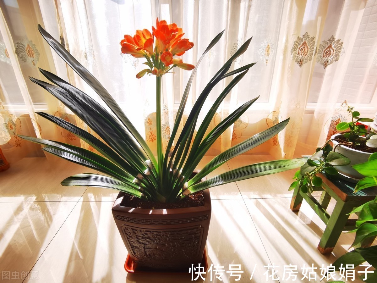 三角梅|这6种花适合小盆养，用小盆，少管它，反而越长越旺，花开爆盆