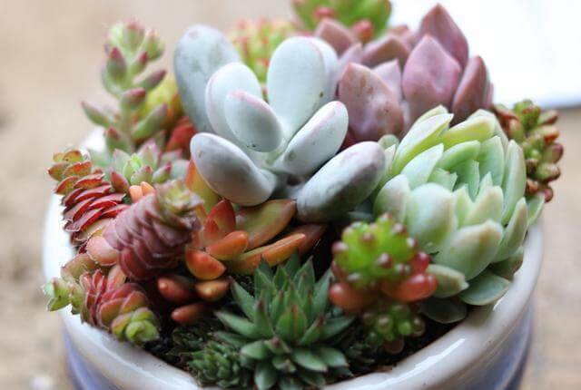 还在花钱买花遇上“6种花”掐根枝回来,插到土里就活,很简单