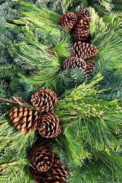  太美|松树开花，见过吗？太美了！