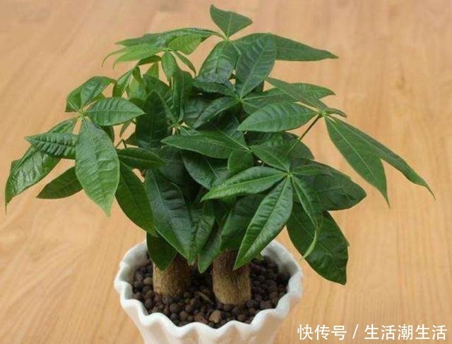 养发财树,做好几个养护要点,不烂根、不黄叶,长势旺盛!