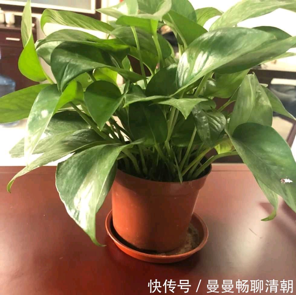 春季养绿萝，要注意“3点”，叶子更翠绿旺盛，容易爆盆