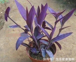 这“4种”吊兰,你肯定没见过,养一盆在家,谁见谁稀罕!