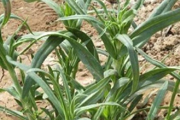 强身健体|农村被名字“坑”的野菜,营养高能治病,却常被错认成杂草!