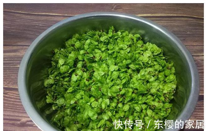 野菜|长在树上的野菜，用玉米面拌一拌，上锅蒸熟，比大鱼大肉吃着都香