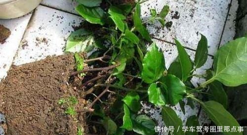 三角梅生命力旺盛却不开花，原来是好心办坏事，不开花却枯盆！