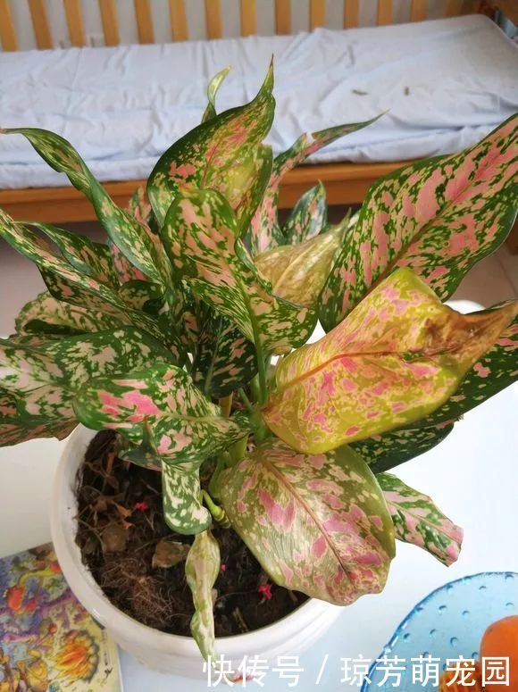 5种花不要“乱晒”,越晒叶越黄,小心晒一盆死一盆!