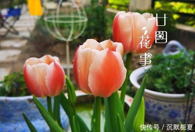 8种花“有毒”,你家可能就有一盆,养护需小心!