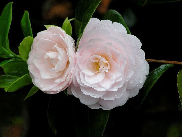 刚买来的茶花总是掉蕾教你一招,茶花爆盆不是事,还能延长花期