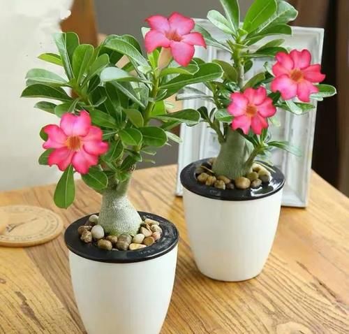 去朋友家玩，看见阳台一种花，太美了，给大家晒晒