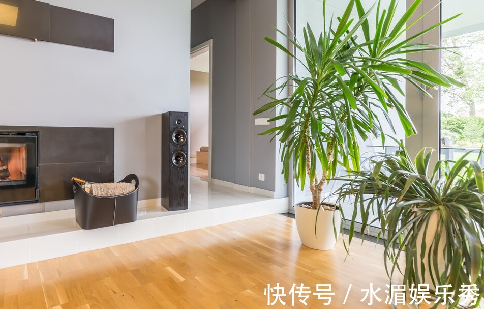 客厅养这五种花,寓意好,好养还美观,你都了解过吗