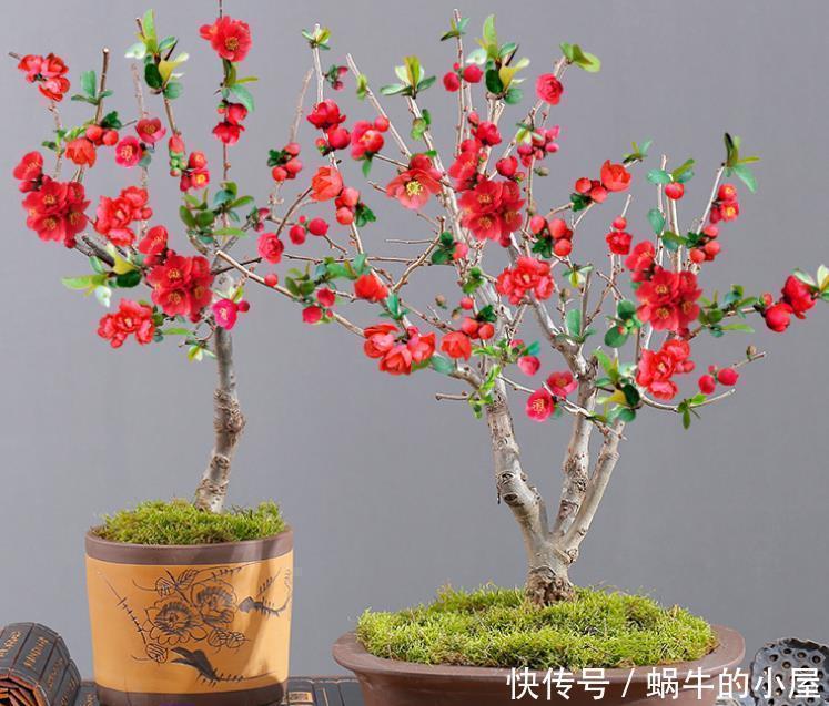 木瓜海棠|此花,被誉为花卉界的“红宝石”,太美了,给大家看看