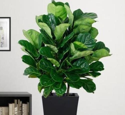 优雅|4种花高贵优雅,看了就让人沉醉,浇点水就呼呼长,开花满盆!