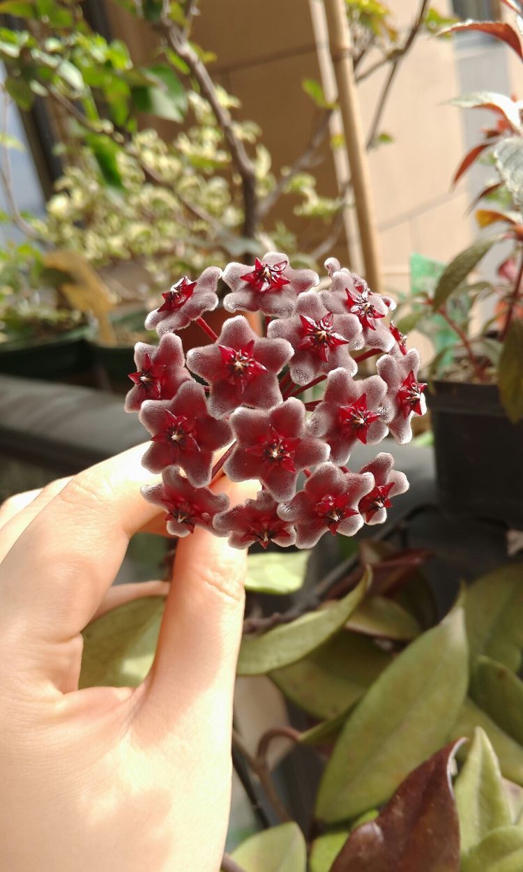 喜欢菊花,不妨养盆优良名菊“黑天鹅”,花色如墨,雍容端庄!