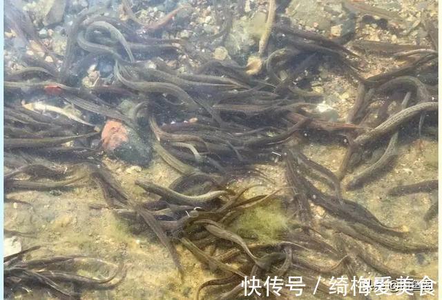 泥鳅钓鱼为何人人喊打？钓友：主要还是钓得太狠了
