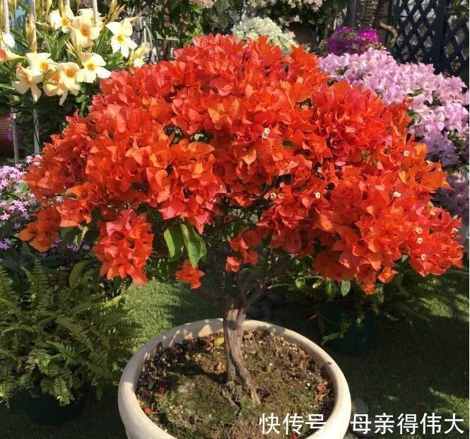 肥料|养花牢记“3口诀”,啥花都能养好,阳台变花园,四季花不败