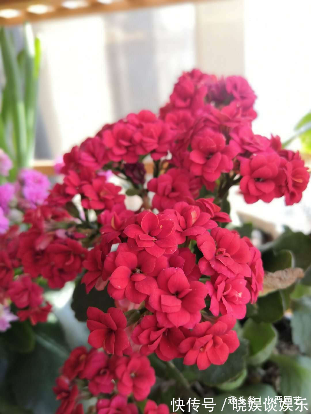 学会三个“催花”技巧,长寿花花期一到就爆盆