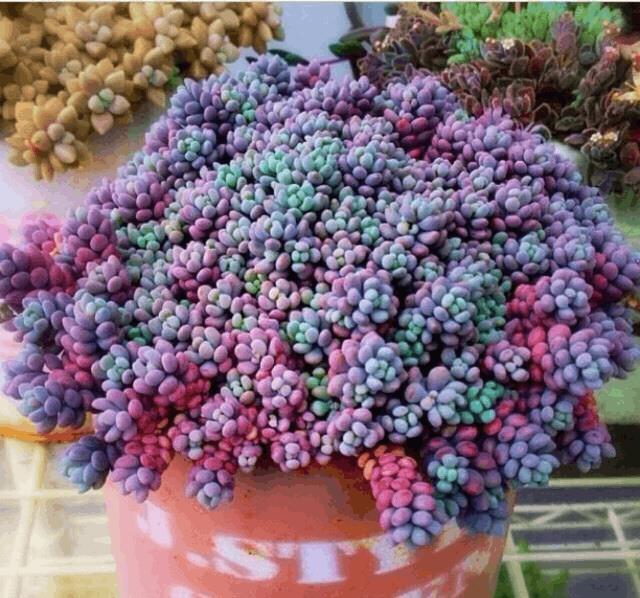 养花别老是傻傻的浇水,这样做,爆花容易