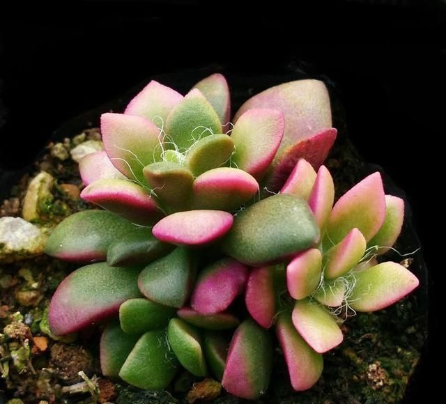 植株|这几种奶萌奶萌的治愈系小巧多肉,你家里有吗