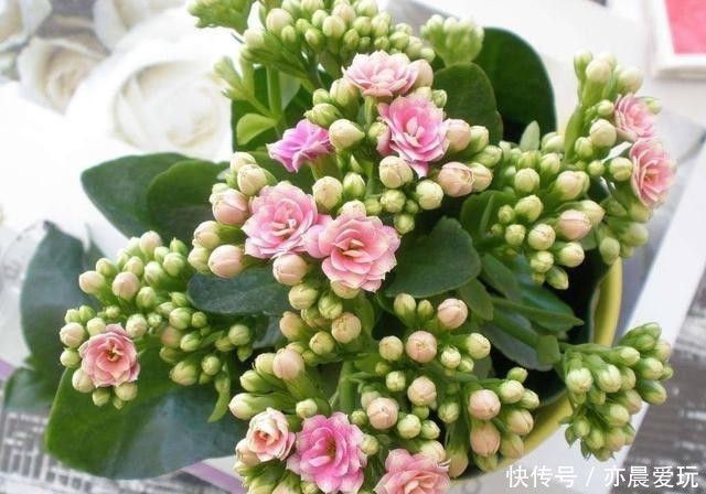 迎刃而解|长寿花不长花苞,那就用这招,问题迎刃而解