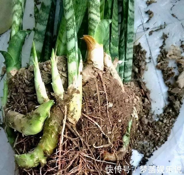 虎皮兰不爱出小芽?从4个方面“喂饱”它,小芽一个接一个