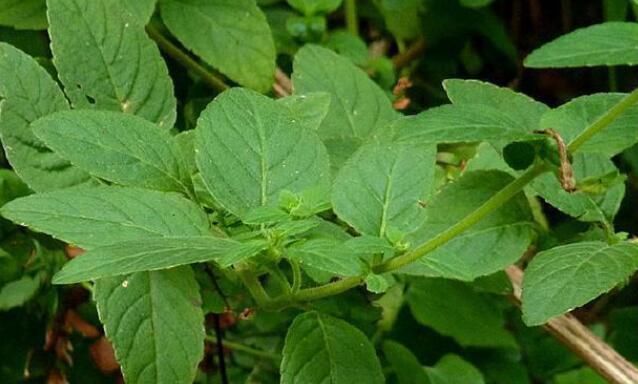 这路边野草“毛麝香”,若你家路旁有,别轻易除掉