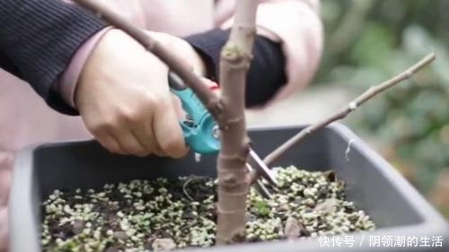 冬季养护无花果有讲究,这几步不能少,否则明年结果少,不结果