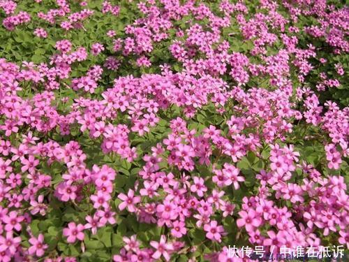 她只养一种花,花色鲜艳,开出一片花海,人人见了都夸美