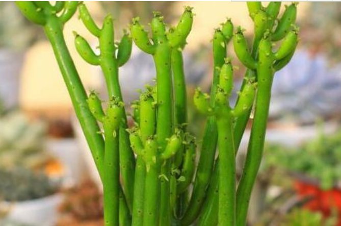 虎刺梅|四种‘抗旱懒人花’如果一个月不浇水,不管,越长越旺,观赏价值高